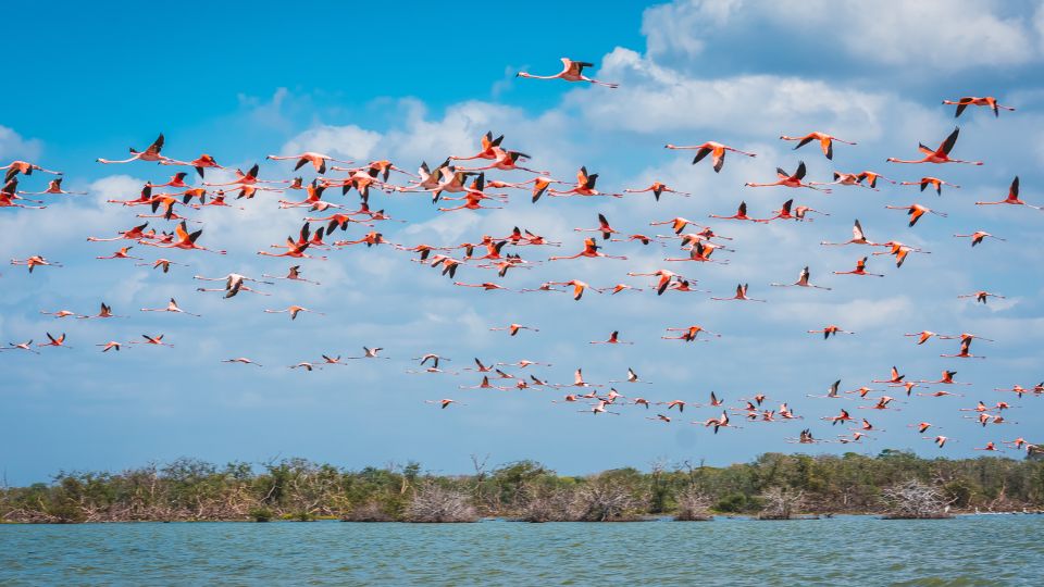 Palomino: Sanctuary of Flamingos Day Tour - Key Points