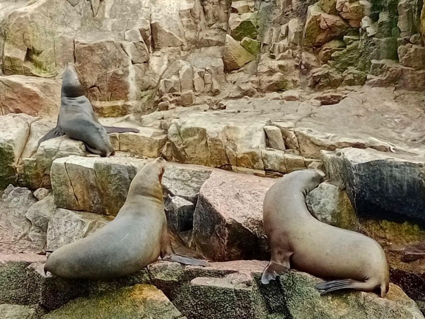 Paracas: Ballestas Islands & Paracas National Reserve - Key Points