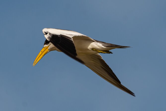 Paraguay River Nature and Wildlife Boat Tour From Asunción - Additional Information