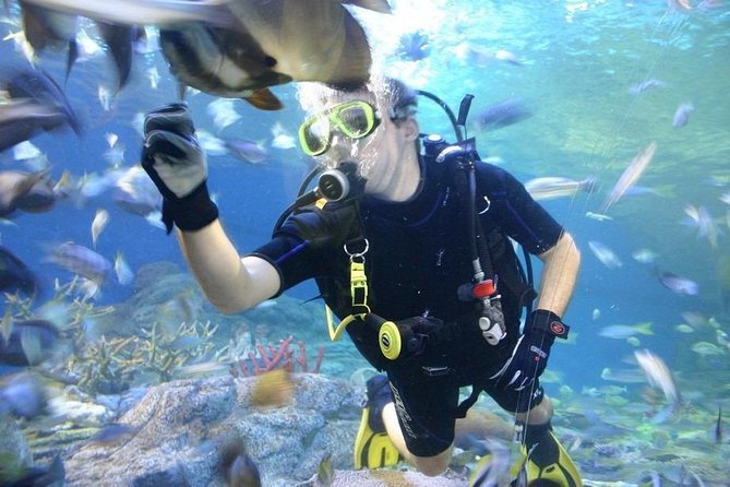 Pattaya Underwater World - Discover Ocean Treasures - Key Points