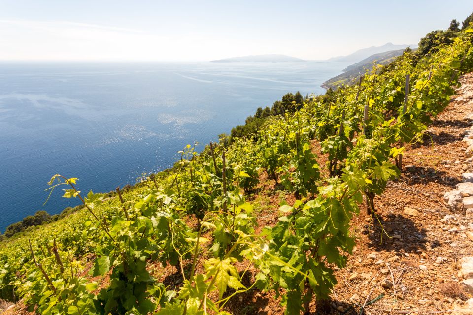 PelješAc Full-Day Wine and Food Tour From Dubrovnik - Key Points
