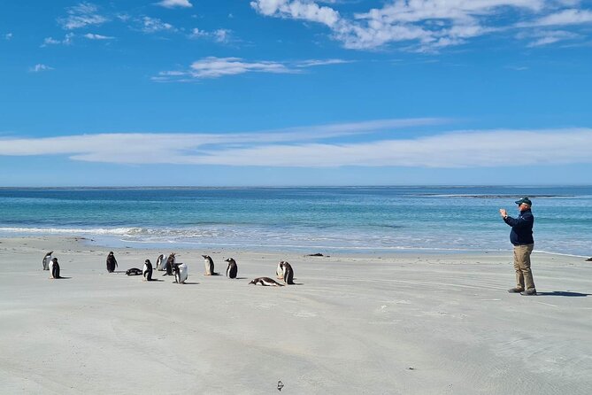 Penguin Encounter at Berthas Beach & Yorke Bay Stanley Tour - Key Points
