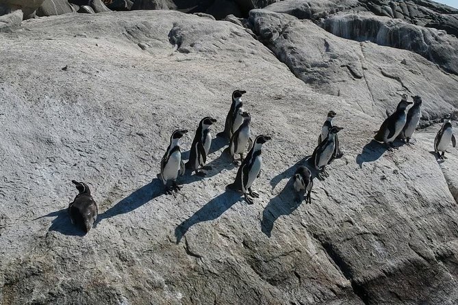 Penguin Island Private Boat Tour From Valparaiso  - Vina Del Mar - Highlights of Penguin Island Boat Tour