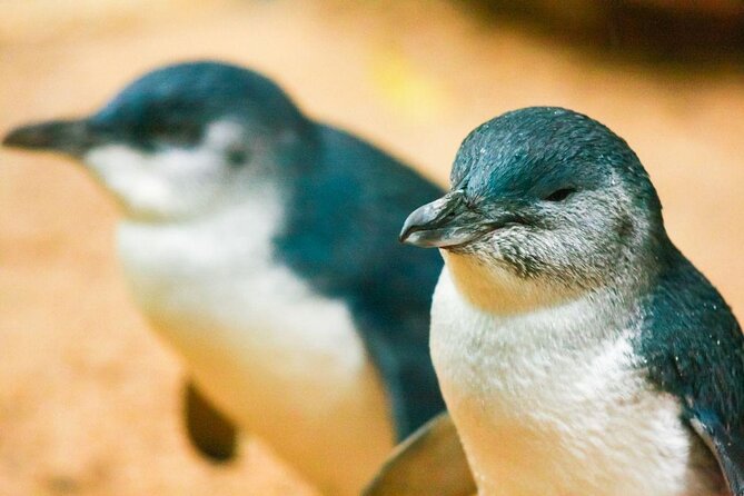 Penguin Parade With Wine Tasting and Wildlife From Phillip Island - Key Points