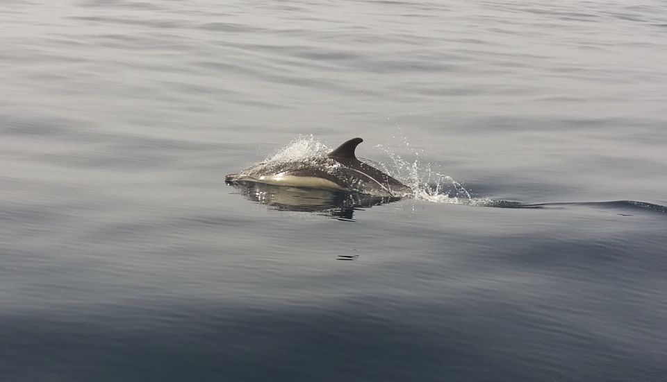 Peniche: Dolphin Route Boat Trip - Key Points