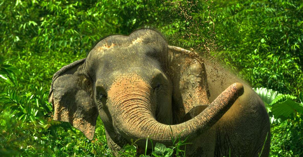 Phuket: Elephant Jungle Sanctuary 'Watch Me' Experience - Key Points