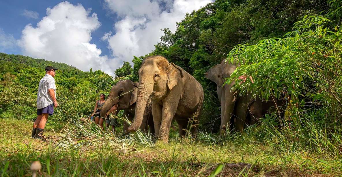 Phuket: Ethical Elephant Nature Park Visit With Lunch - Key Points