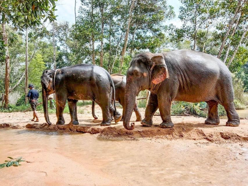 Phuket: Ethical Elephant Sanctuary Eco Guide Walk Tour - Key Points