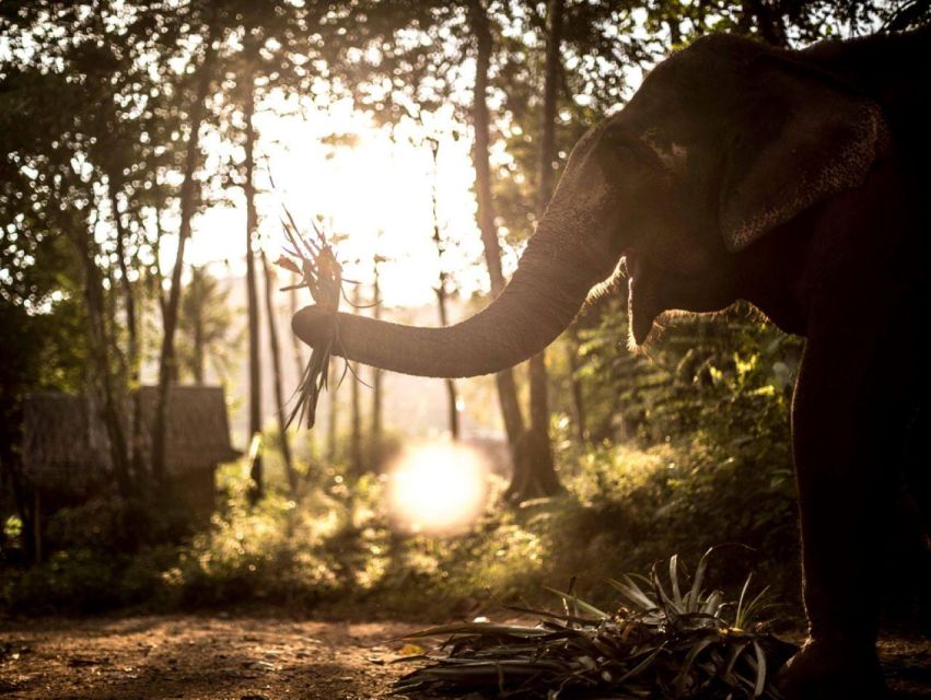 Phuket: Unique Dusk Ethical Elephant Sanctuary Experience - Key Points