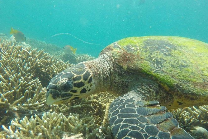 Pigeon Island Snorkeling Trip - Key Points