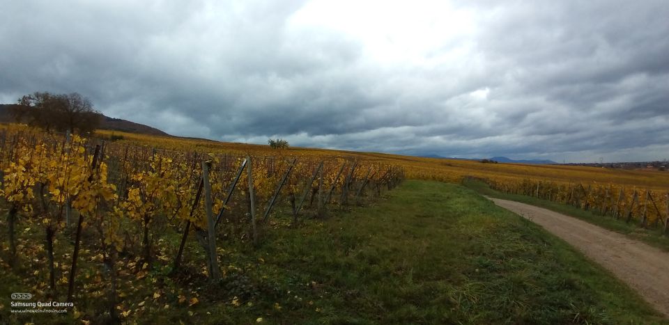 Pinot Noir in Baden-Württemberg. - Key Points