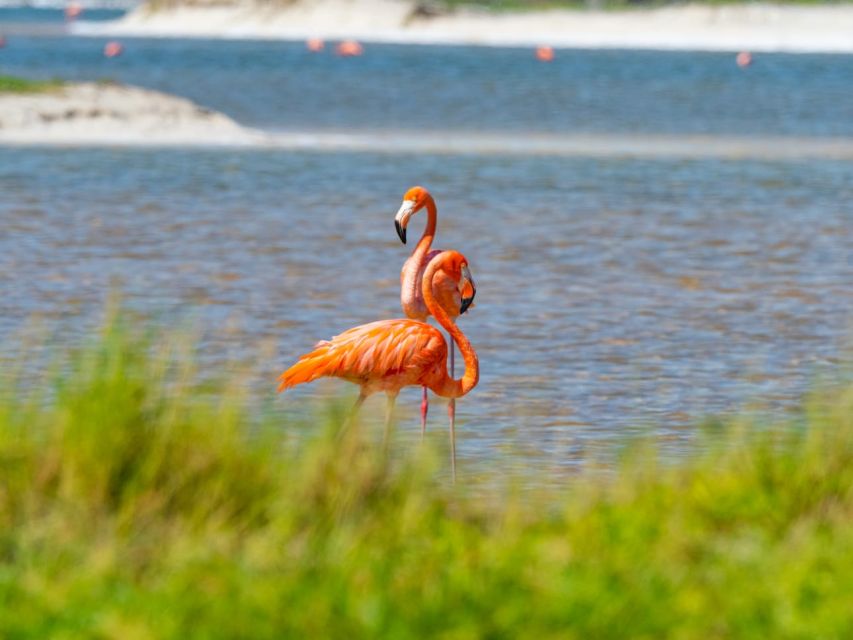 Playa Del Carmen/Cancún: Rio Lagartos & Las Coloradas Tour - Key Points