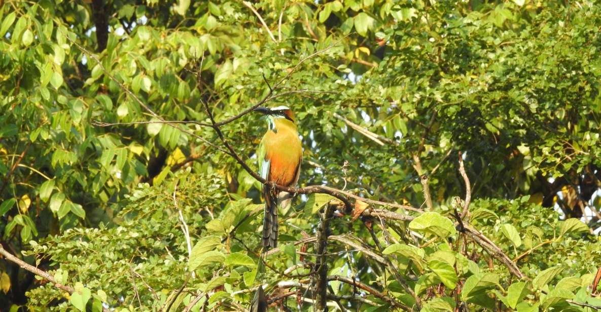 Playa Del Carmen: Guided Birdwatching Hike - Key Points