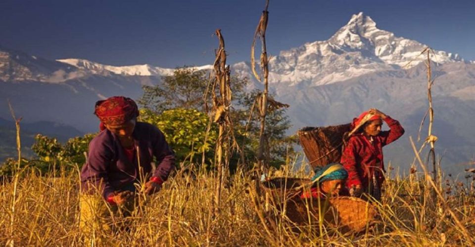 Pokhara: Guided Day Hike to Australian Base Camp - Key Points