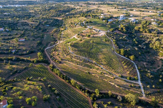 Porches Algarve Vineyard Tour and Wine Tasting Experience - Key Points