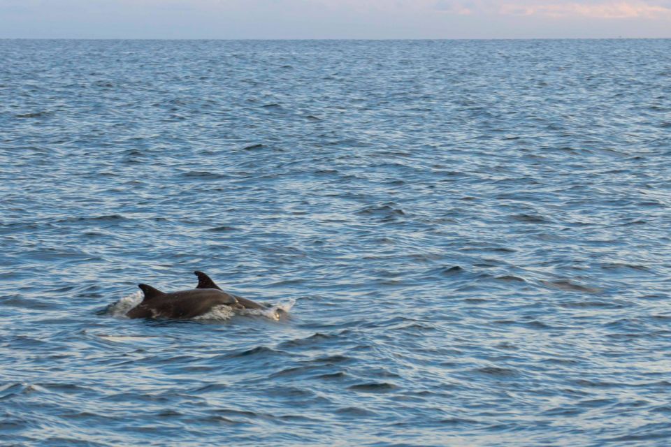 Poreč: Evening Boat Trip to Discover Dolphins - Key Points