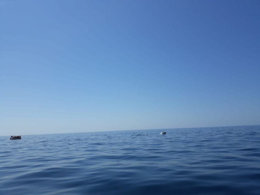 Portimão: Dophin Watching on the Algarve Coast - Key Points
