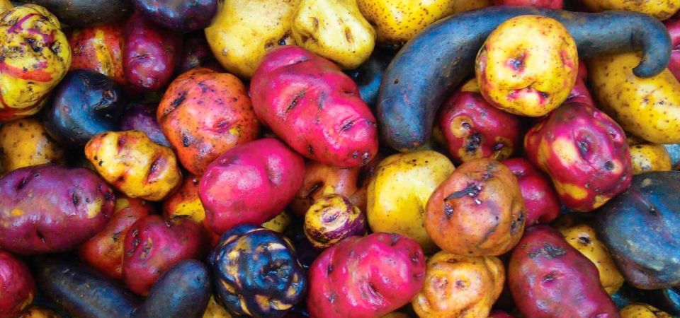 Potato Park - Community-Based Tourism in the Sacred Valley - Key Points