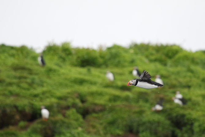 Premium Small-Group Puffin & Bird Watching Tour From Reykjavík - Key Points