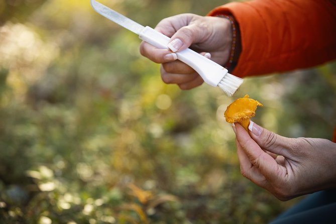 Private 3-Hour Wildfoods Walk in the Forest  - Finland - Key Points