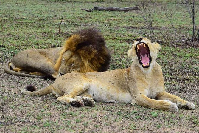 Private 5-Day Overnight Safari in Kruger Park From Skukuza Airport - Key Points