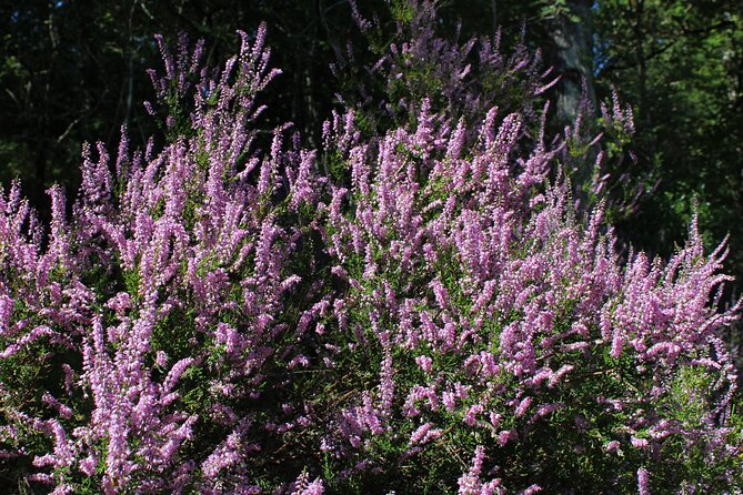 Private Bespoke Guided Nature Walking Tour From Okehampton Station - Key Points