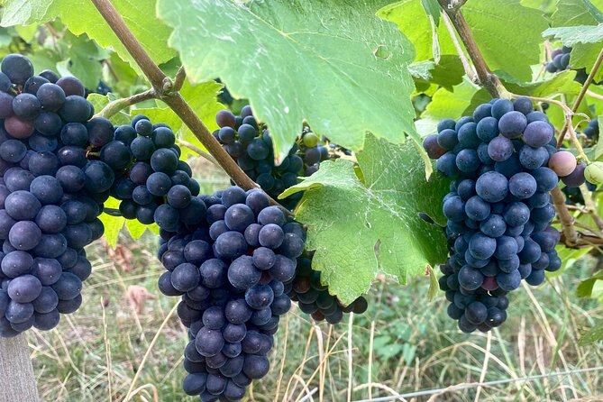 Private Champagne Boizel Since 1834 Cellars Tour From Paris - Tour Highlights