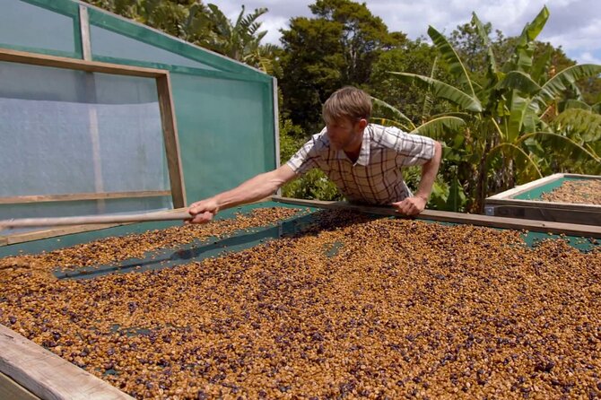 Private Coffee Farm Tour in Doubtless Bay - Key Points