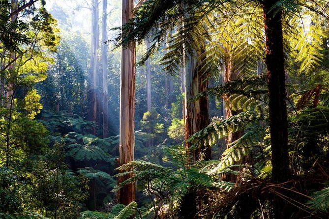 Private Dandenong Ranges Tour Including Puffing Billy - Key Points