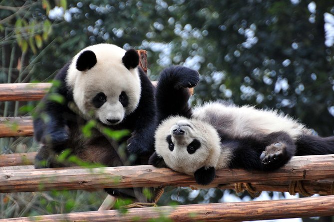 Private Day Tour: Chengdu Panda and Leshan Buddha