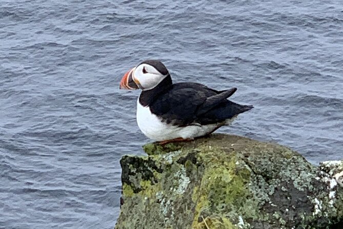 Private Day Tour to Westman Island With Pick up - Key Points