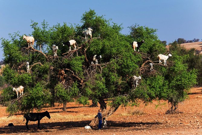 Private Day Trip to Essaouira and Argan Forest From Marrakech - Key Points