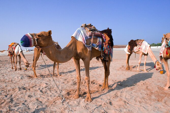 Private Desert Safari to Khor Al Adaid: a UNESCO Recognized Natural Reserve - Key Points