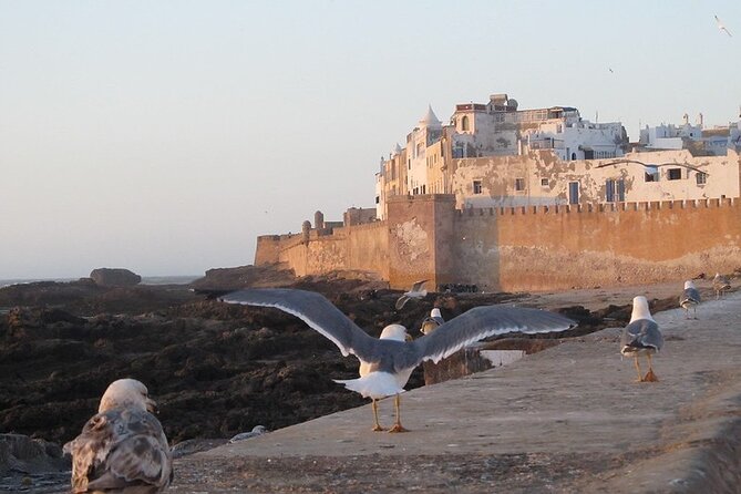 Private Essaouira Day Trip From Agadir - Key Points