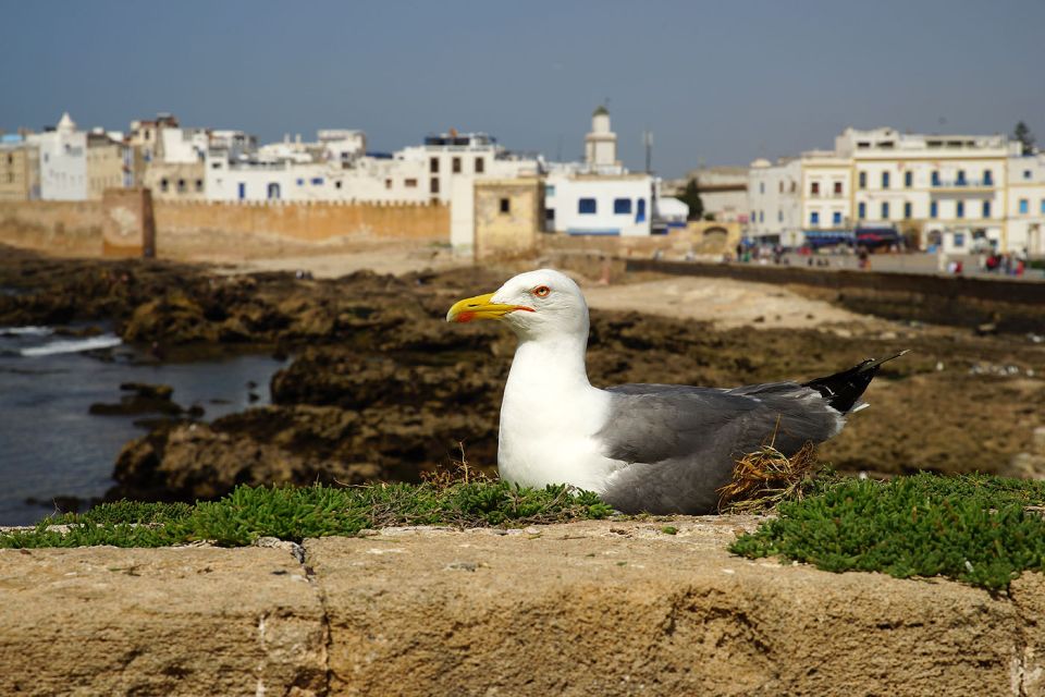 Private Essaouira Day Trip From Marrakesh - Key Points