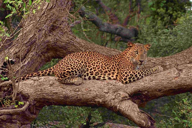 Private Full Day Leopard Safari With Picnic Lunch at Yala National Park - Key Points