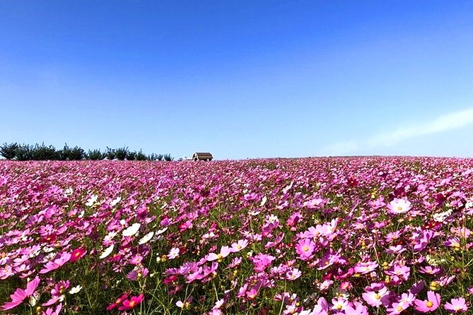 Private Full Day Tour Anseong Farm Land With Gwangmyeong Cave - Key Points