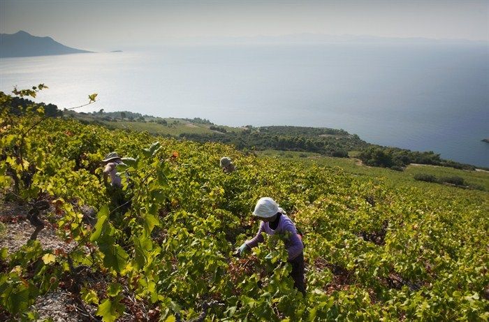 Private Full-Day Wine Tour From Dubrovnik to Peljesac - Key Points