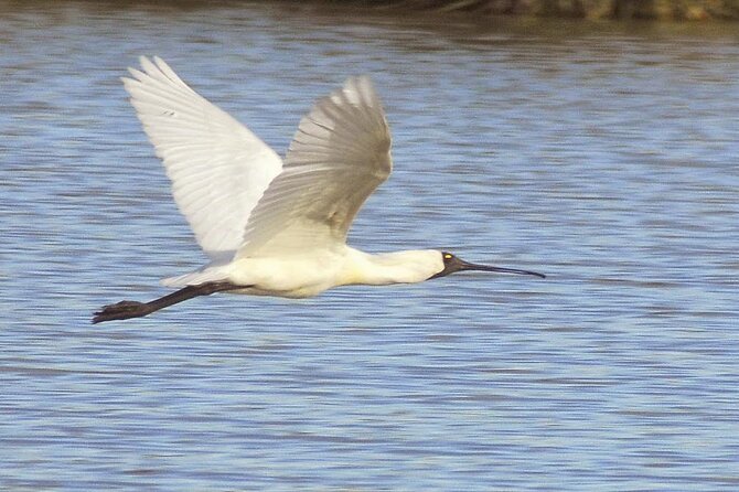 Private Guided Birdwatching Tour in Banrock Station - Key Points