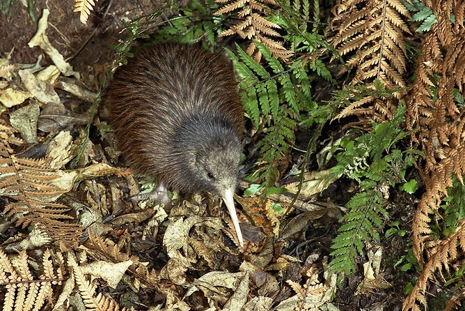 Private Guided Kiwi Encounter in Nga Manu Reserve - Key Points