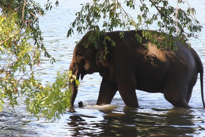 Private Half Day Safari in Udawalawe National Park - Key Points