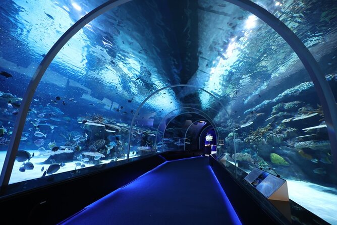 Private Hamad Port Tour in Mesaieed Aquarium Maritime Museum - Key Points