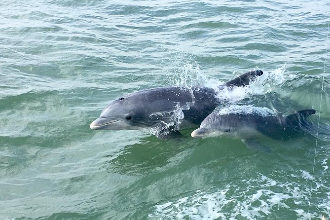 private historical wildlife and dolphin cruise south padre island Private Historical Wildlife and Dolphin Cruise South Padre Island