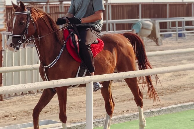 Private Horseback Riding Experience in Doha - Key Points