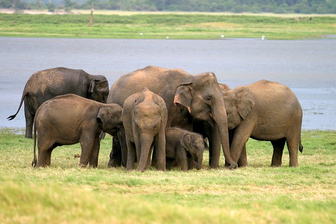 Private Jeep Safari at Minneriya National Park - Key Points