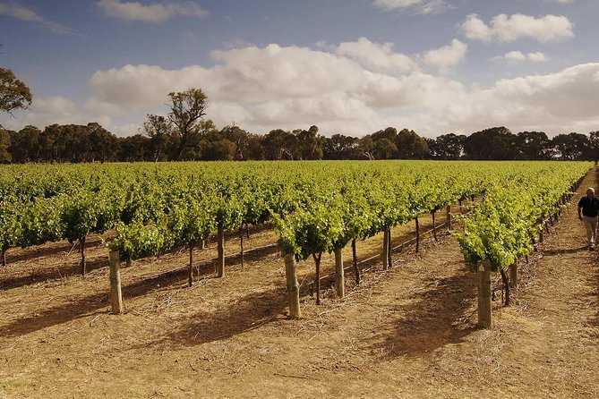 Private Langhorne Creek Wine Region Tour From Adelaide - Key Points