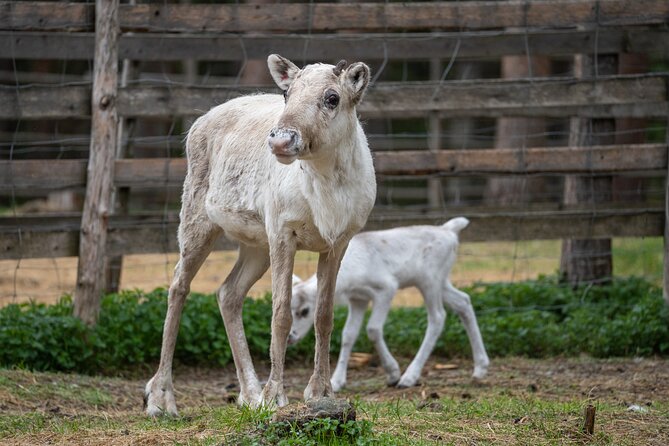 Private Local Lifestyle With Reindeer and Wilderness Sauna - Key Points