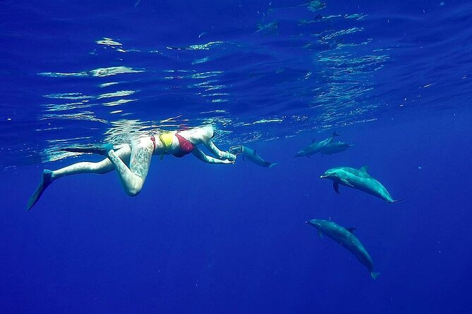private oahu 3hr guided swim with whale dolphin turtle trek Private Oahu 3hr Guided Swim With Whale, Dolphin, Turtle Trek