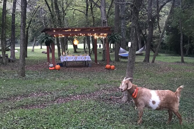 Private Picnic With Goats in Lexington - Key Points