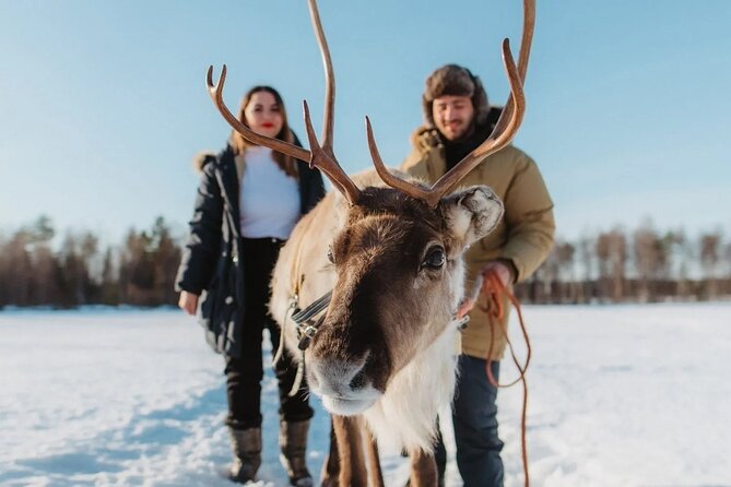 PRIVATE Reindeer Farm Tour in Rovaniemi - Key Points